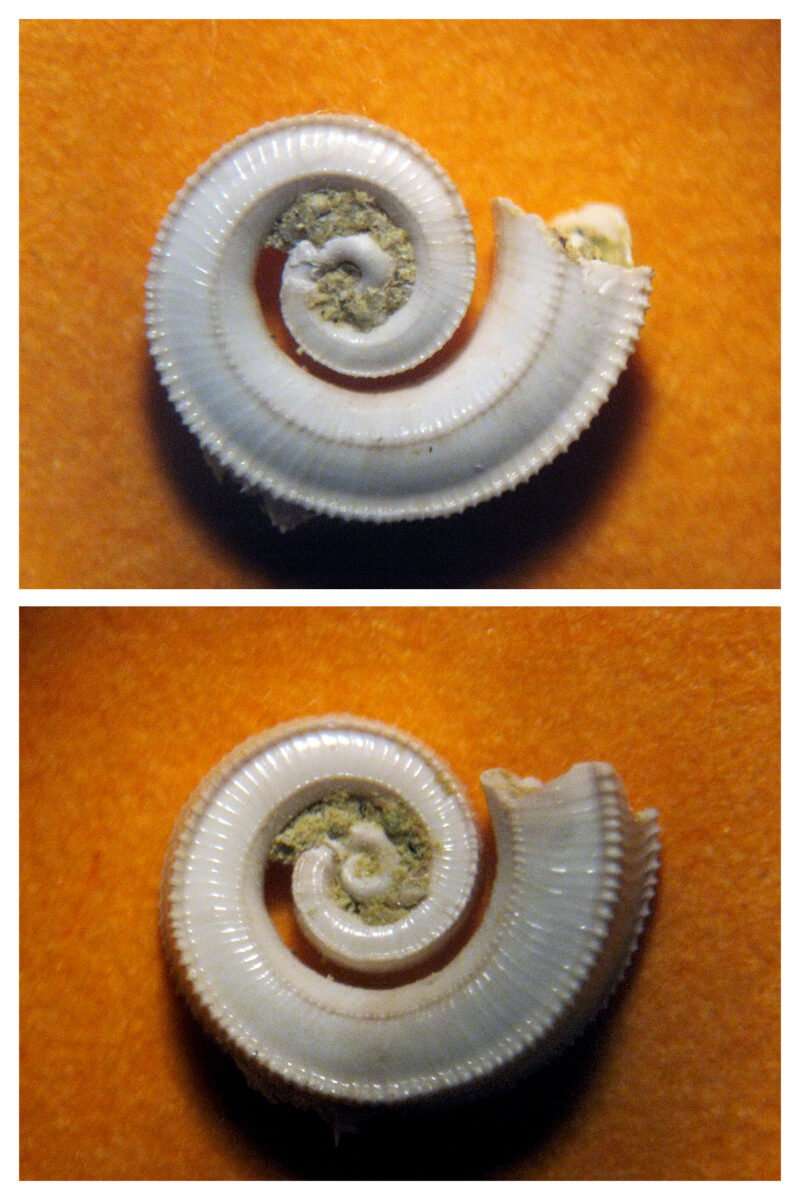 Gastropoda Spirolaxis