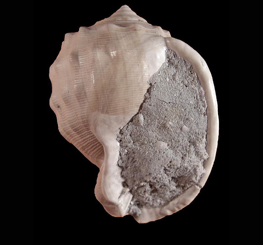 Echinophoria intermedia (Brocchi, 1814) (Mollusca - Gastropoda - Cassidae). Orciano Pisano (Pisa), Tuscany. Pliocene. Oral view.