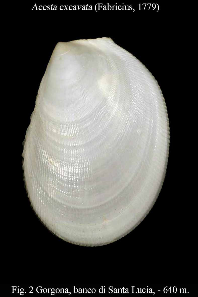 Acesta Excavata