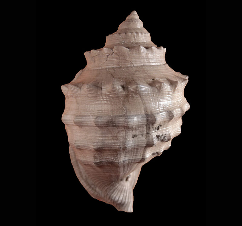 Galeodea echinophora (Linnaeus, 1758) (Mollusca - Gastropoda - Cassidae). Castellarquato (Piacenza). Pliocene. Dorsal view.