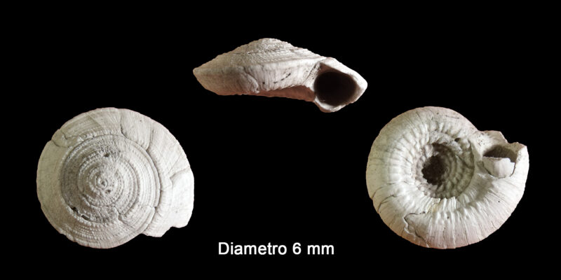 Discotectonica plicatula