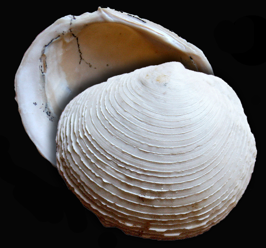 Myrtina persquamulosa (Sacco, 1901). (Mollusca - Bivalvia - Lucinidae). Orciano Pisano (Pisa). Pliocene.