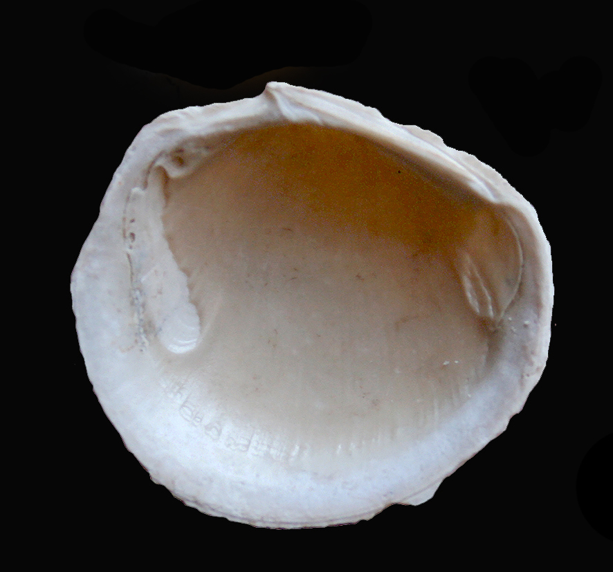 Myrtina persquamulosa (Sacco, 1901). (Mollusca - Bivalvia - Lucinidae). Orciano Pisano (Pisa). Pliocene. Ventral view.