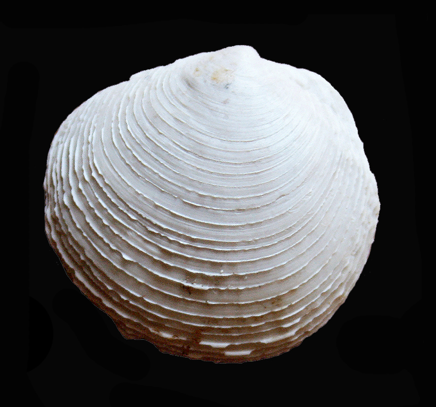 Myrtina persquamulosa (Sacco, 1901). (Mollusca - Bivalvia - Lucinidae). Orciano Pisano (Pisa). Pliocene. Dorsal view.
