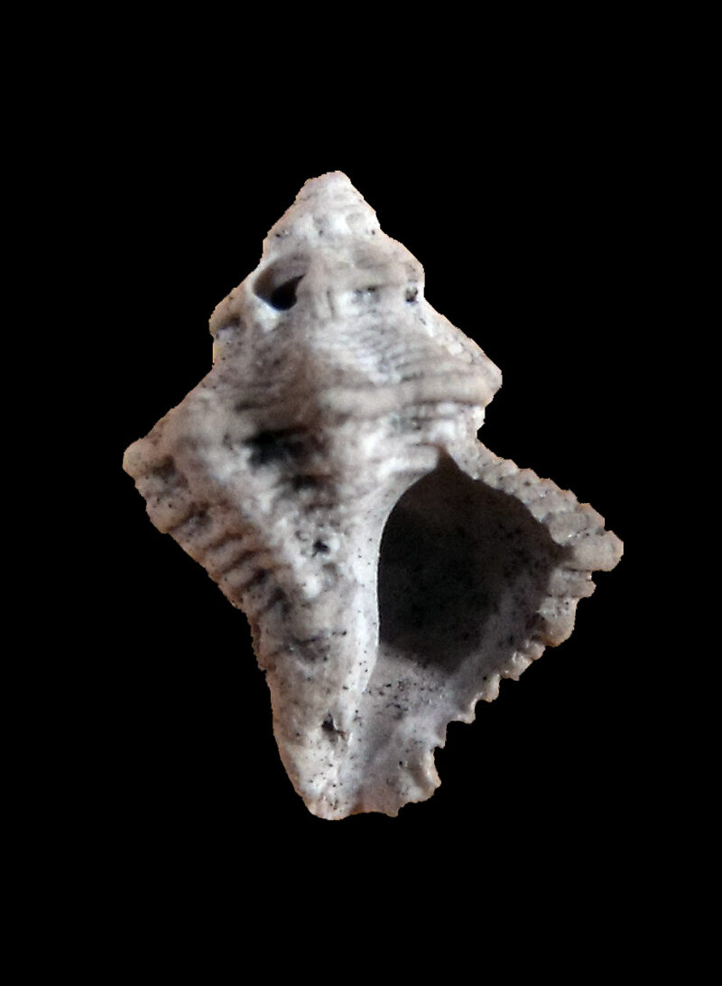 Coralliophila canaliculata (Bellardi, 1872). Montenero (Grosseto). Lower Pliocene (Zanclean). Oral view, height 15 mm. Gastropoda, Muricidae