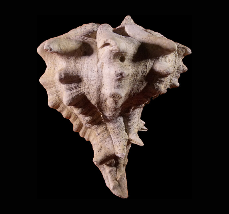 Bolinus brandaris torularius (Lamarck, 1822) (Mollusca - Gastropoda). Freak shell. Certaldo Firenze. Pliocene Height 65 mm.