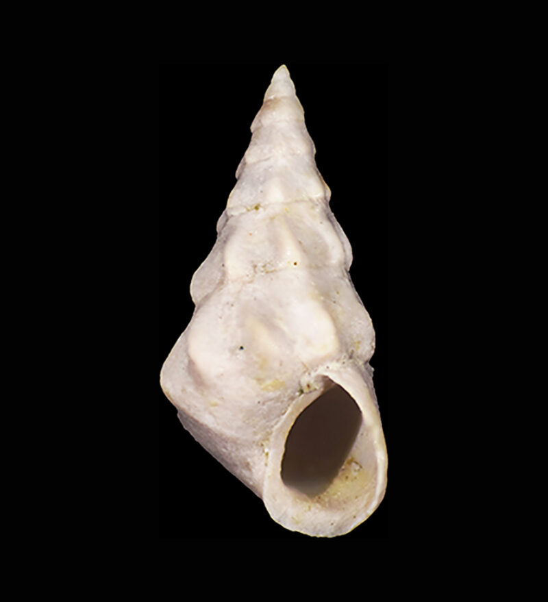 Rissoa sarae Brunetti, Cresti & Forli, 2017. Holotype, oral view. Gastropoda, Rissoidae