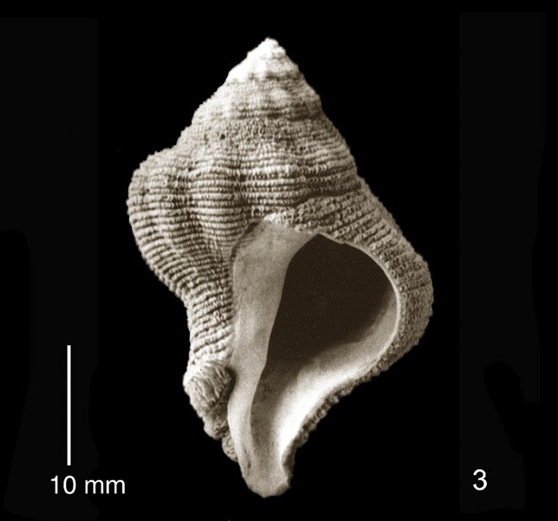 Coralliophila cristinae (Gastropoda - Muricidae - Coralliophila