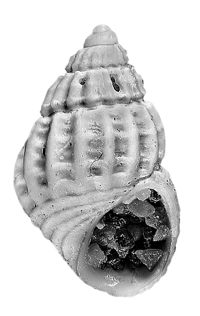 Alvania calliope. Gastropoda, Rissoidae