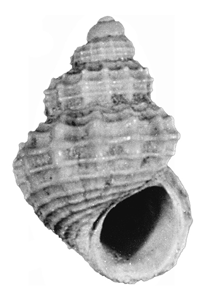 Alvania caporali Chirli, 2006. Gastropoda, Rissoidae