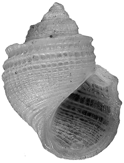 Alvania carinata (da Costa, 1778). gastropoda, Rissoidae
