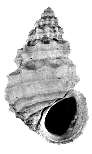 Alvania diadema De Stefani, 1874. Gastropoda, Rissoidae