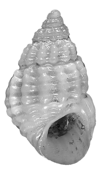 Alvania discors (Allan, 1818). Gastropoda Rissoidae
