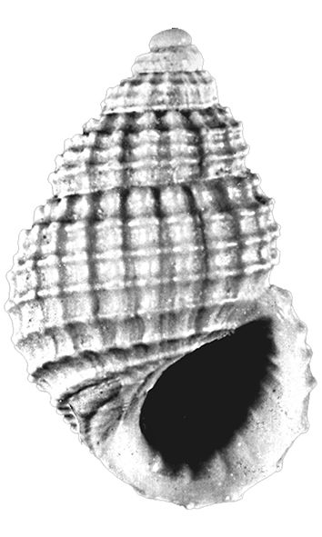 Alvania florentina Chirli, 2006 (Gastropoda, Rissoidae) Pliocene