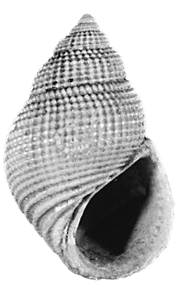 Alvania lactea (Michaud, 1836) (Gastropoda, Rissoidae). Pliocene.