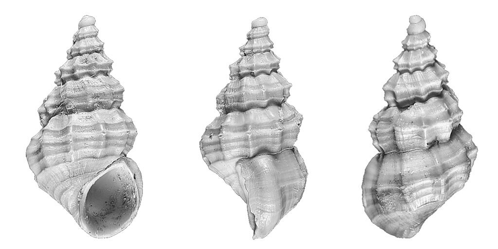 lvania maurizioi Chirli, 2006 (Gastropoda, Rissoidae). 