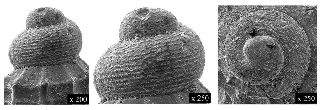 Alvania maurizioi Chirli, 2006 (Gastropoda, Rissoidae). Pliocene. 
