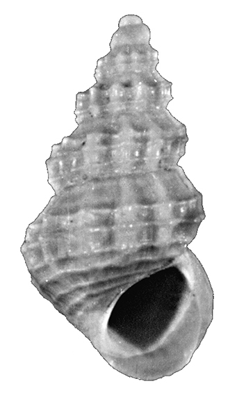 Alvania maurizioi Chirli, 2006 (Gastropoda, Rissoidae). Pliocene.