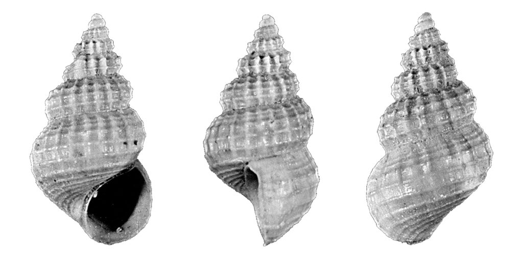 Alvania micalii Chirli, 2006 (Gastropoda. Rissoidae). Pliocene