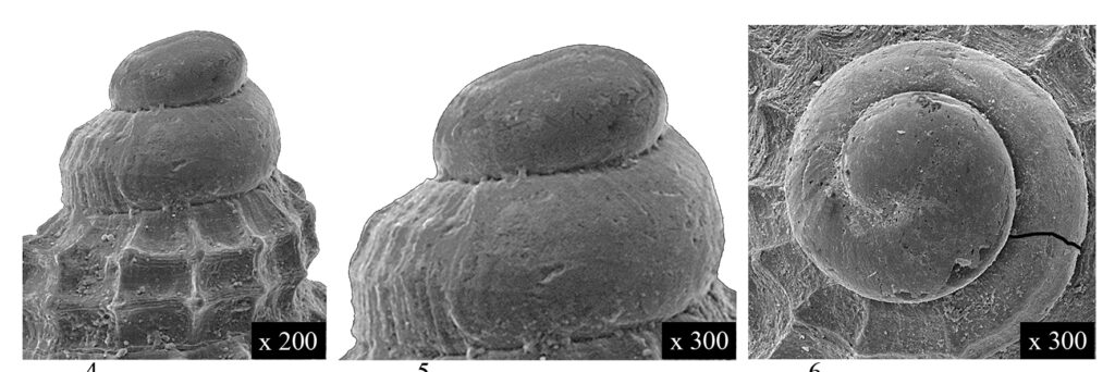 Alvania micalii Chirli, 2006 (Gastropoda. Rissoidae). Pliocene. Protoconch