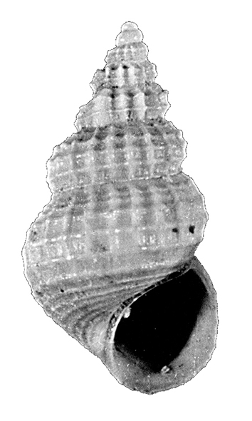 Alvania micalii Chirli, 2006 (Gastropoda. Rissoidae). Pliocene