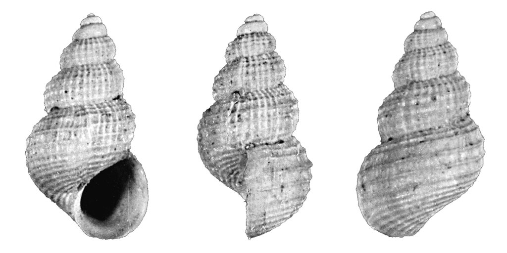 Alvania punctura (Montagu, 1803). (Gastropoda, Rissoidae). Pliocene 
