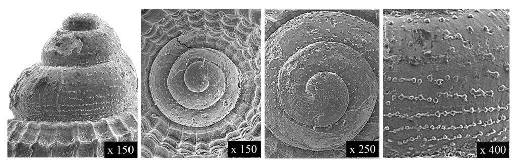 Alvania punctura (Montagu, 1803). (Gastropoda, Rissoidae). Pliocene. Protoconch