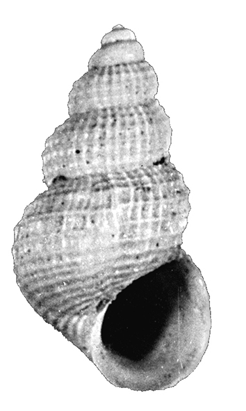 Alvania punctura (Montagu, 1803). (Gastropoda, Rissoidae). Pliocene