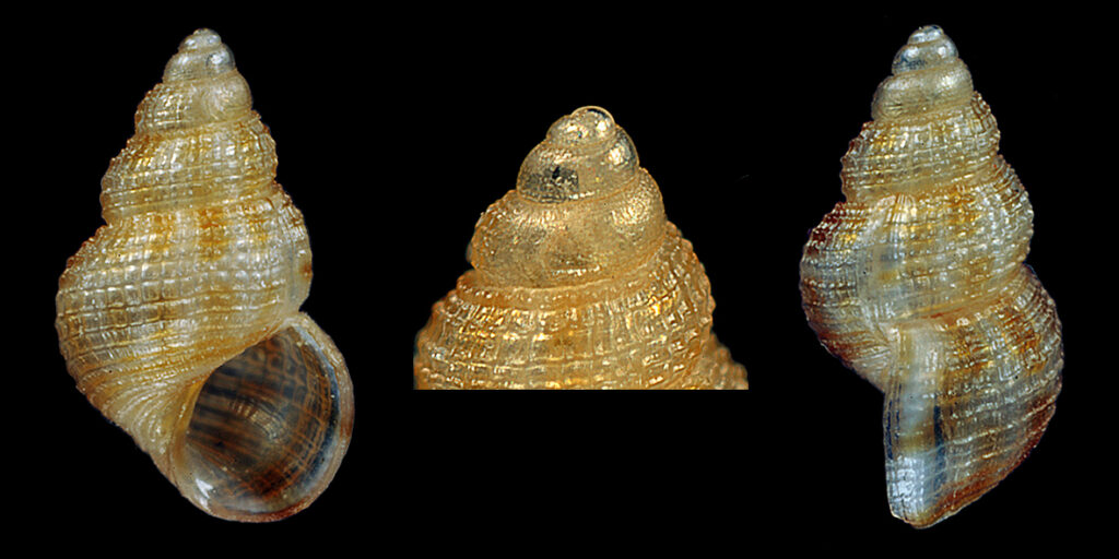 Alvania punctura (Montagu, 1803). (Gastropoda, Rissoidae). Present-day
