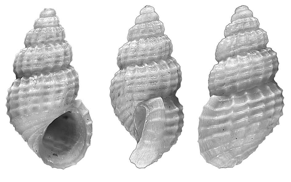 Alvania testae (Aradas & Maggiore, 1844) (Gastropoda, Rissoidae). Capraia (Livorno). Present-day.
