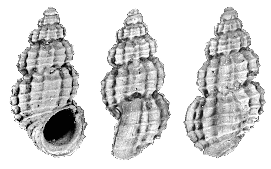 Alvania testae (Aradas & Maggiore, 1844) (Gastropoda, Rissoidae). Ciuciano (Siena). Pliocene