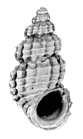 Alvania testae (Aradas & Maggiore, 1844) (Gastropoda, Rissoidae). Pliocene