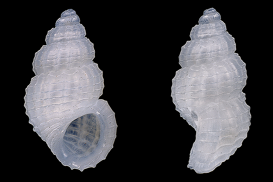 Alvania testae (Aradas & Maggiore, 1844) (Gastropoda, Rissoidae). Present-day