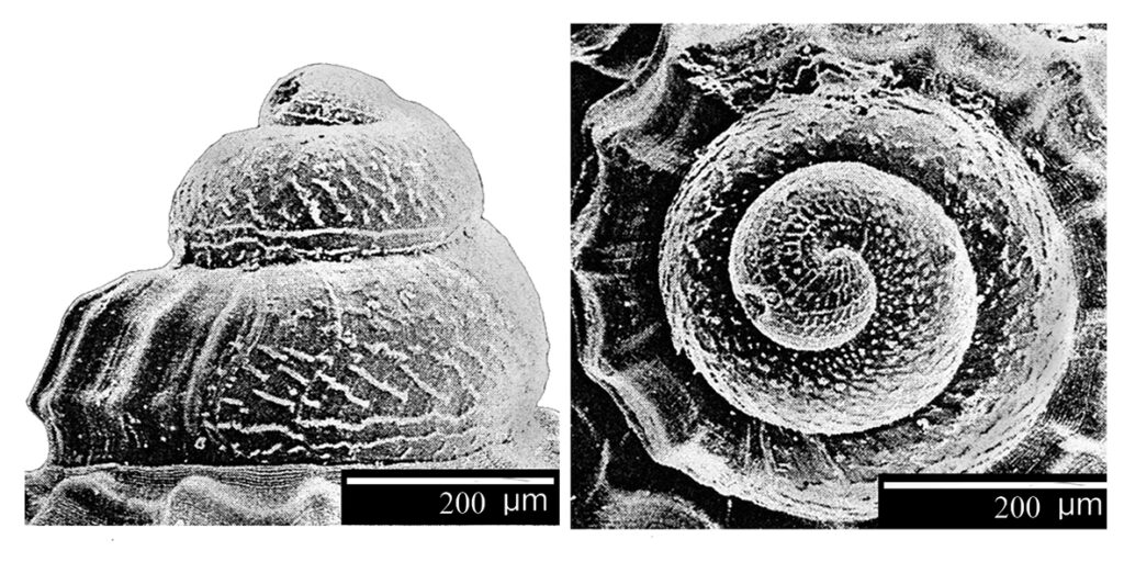 Alvania testae (Aradas & Maggiore, 1844) (Gastropoda, Rissoidae). Protoconch. Pliocene