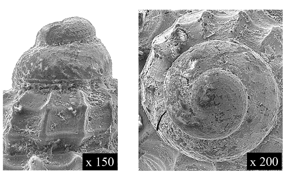 Alvania testae (Aradas & Maggiore, 1844) (Gastropoda, Rissoidae). Protoconch. Pliocene