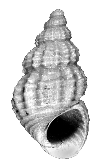 Alvania thalia De Stefani & Pantanelli, 1878. (Gastropoda, Rissoidae). Pliocene
