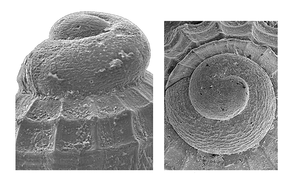 Alvania thalia De Stefani & Pantanelli, 1878. (Gastropoda, Rissoidae). Protoconch. Pliocene