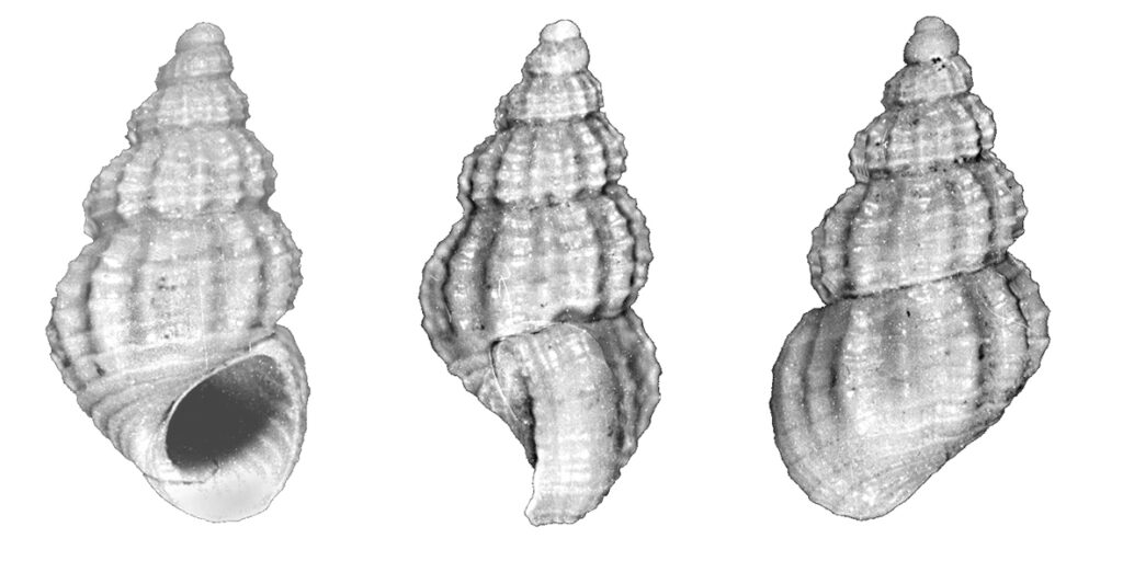 Alvania thalia De Stefani & Pantanelli, 1878. (Gastropoda, Rissoidae). Surroundings of San Gimignano (Siena). Pliocene