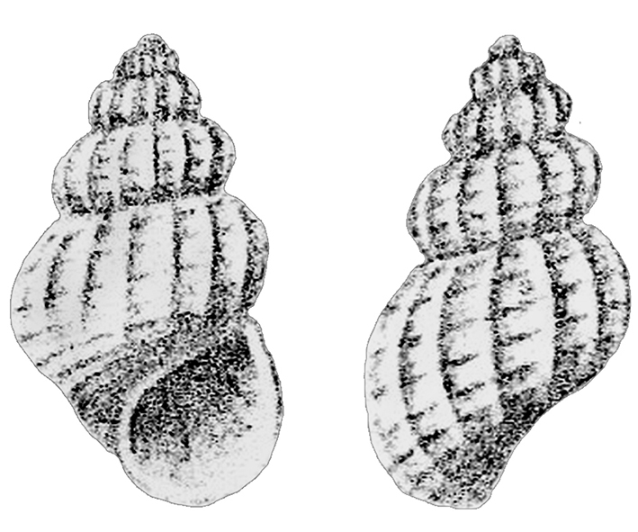 Alvania thalia De Stefani & Pantanelli, 1878. (Gastropoda, Rissoidae) original drawing