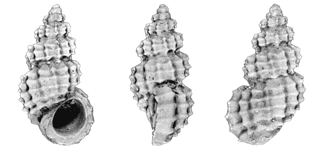 Alvania zetlandica (Montagu, 1816). (Gastropoda, Rissoidae). Ciuciano (Siena). Pliocene (Piacenzian). Height 3.2 mm