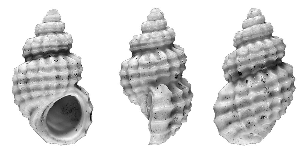 Alvania zetlandica (Montagu, 1816). (Gastropoda, Rissoidae). Montegibbio (Modena). Miocene (Tortonian)