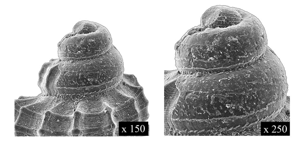 Alvania zetlandica (Montagu, 1816). (Gastropoda, Rissoidae). Montegibbio (Modena). Miocene (Tortonian). Protoconch