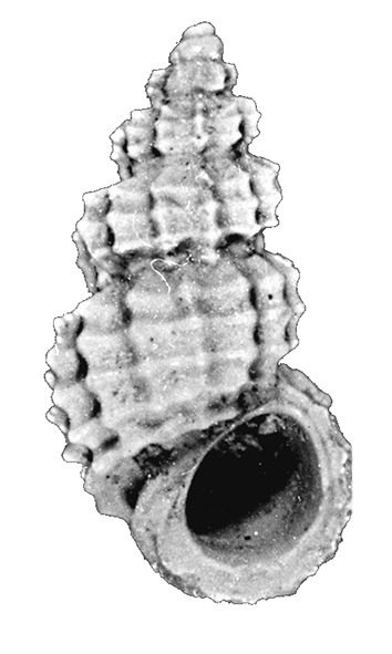Alvania zetlandica (Montagu, 1816). (Gastropoda, Rissoidae). Pliocene
