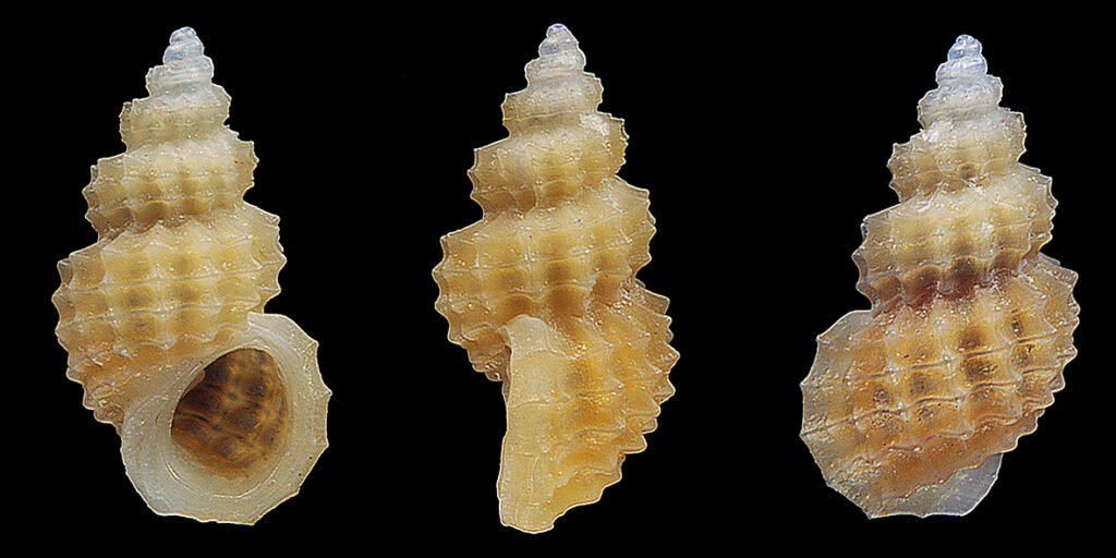 Alvania zetlandica (Montagu, 1816). (Gastropoda, Rissoidae). Present-day