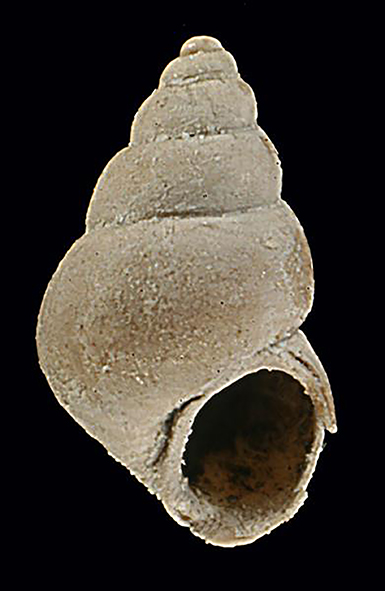 Pusillina cfr. nilae sp 2,6 mm Miocene