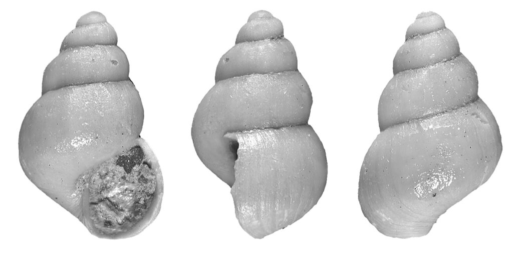 Pusillina nilae Bogi & Chirli, 2004 (Gstropoda, Rissoidae). Montegibbio (Modena). Miocene (Tortonian). Height 1.6 mm