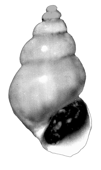 Pusillina nilae Bogi & Chirli, 2004 (Gstropoda, Rissoidae). Pliocene.