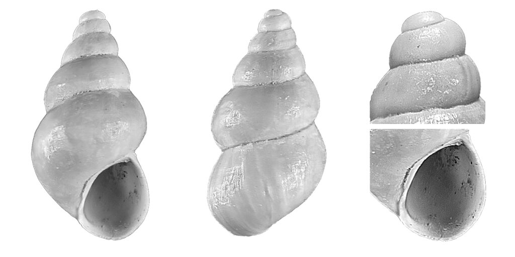 Pusillina nilae Bogi & Chirli, 2004 (Gstropoda, Rissoidae). Riparbella (Pisa). Pleistocene (Calabrian). Height 2.7 mm.
