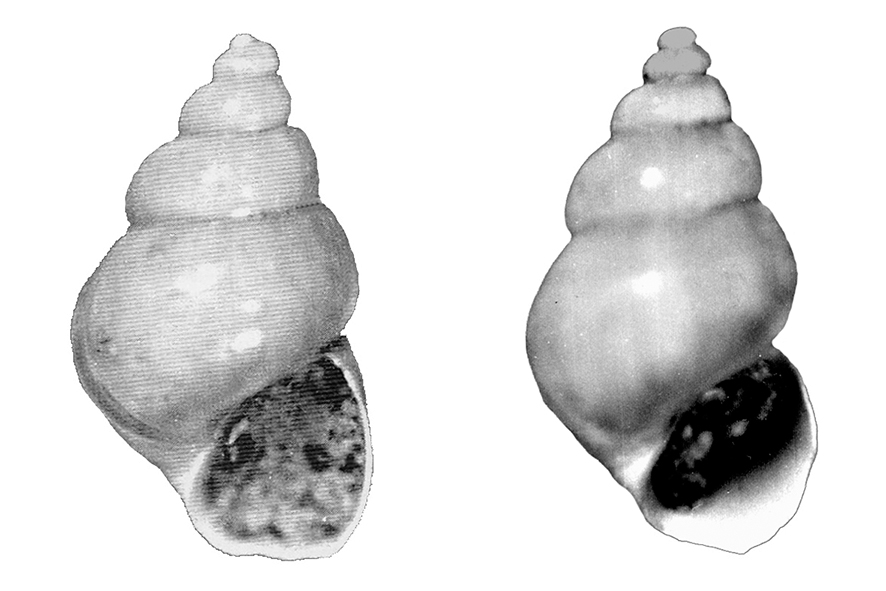 Pusillina nilae Bogi & Chirli, 2004 (Gstropoda, Rissoidae). Surroundings of Colle Val d'Elsa (Siena). Pliocene (Piacenzian).