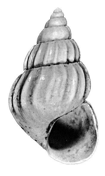 Pusillina sulzeriana (Risso, 1826). (Gastropoda, Rissoidae). Pliocene.